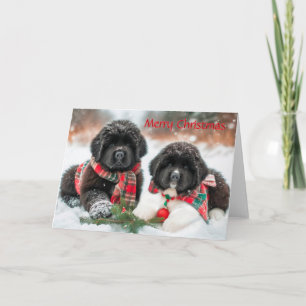 Chiots de Terre-Neuve sur la carte de Noël de neig