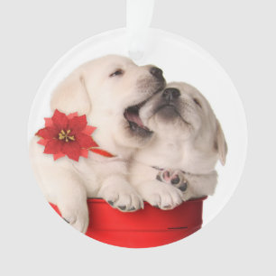 Chiots espiègles de Noël dans un récipient roug