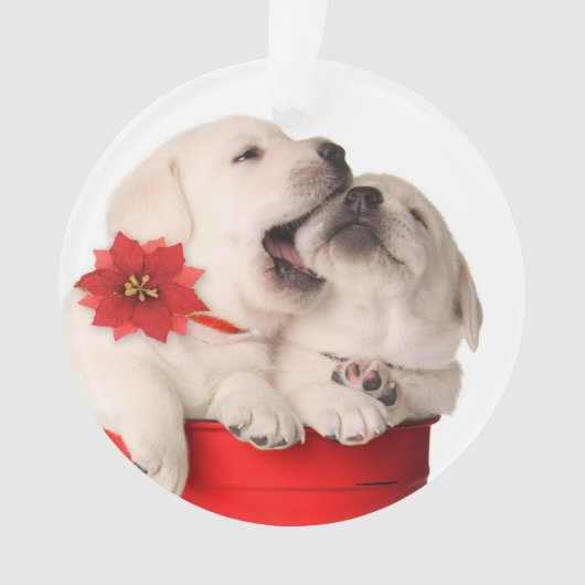 Chiots espiègles de Noël dans un récipient rouge (devant)