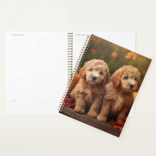 Chiots Goldendoodle Délice d'Automne Citrouille