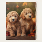 Chiots Goldendoodle Délice d'Automne Citrouille (Dos)