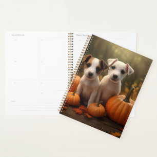 Chiots Jack Russell Automne Délice Citrouille