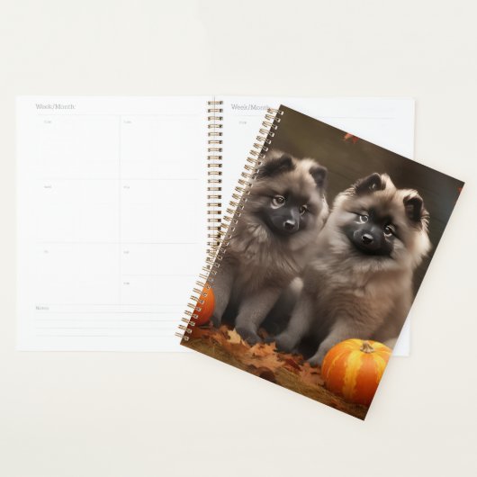 Chiots Keeshond Délice d'Automne Citrouille (Devant avec enveloppe)
