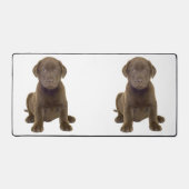 Chiots Labrador au Chocolat (Recto)