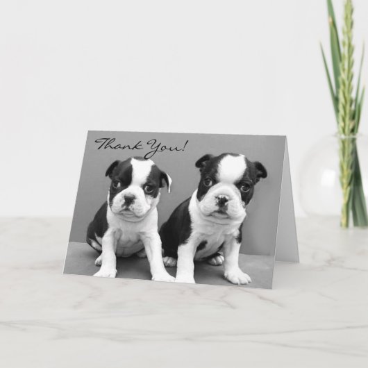 Chiots Merci Boston terrier carte de voeux (Devant)