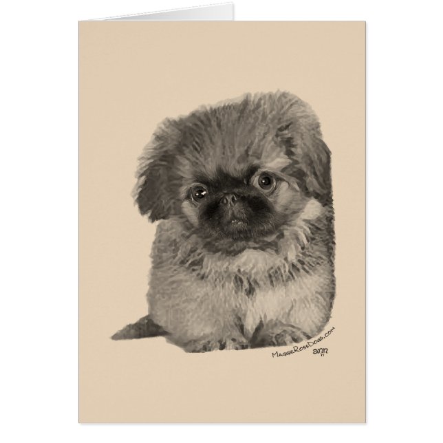 Chiots Pékinois (Devant)