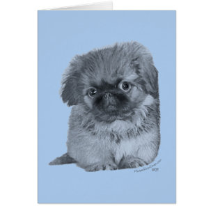 Chiots Pékinois Bleu