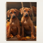 Chiots Rhodesian Ridgeback Autumn Delight Citrouil (Devant)