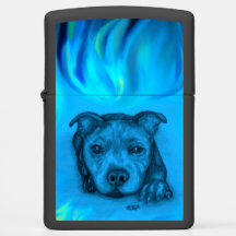 Chiots Staffy Bleu
