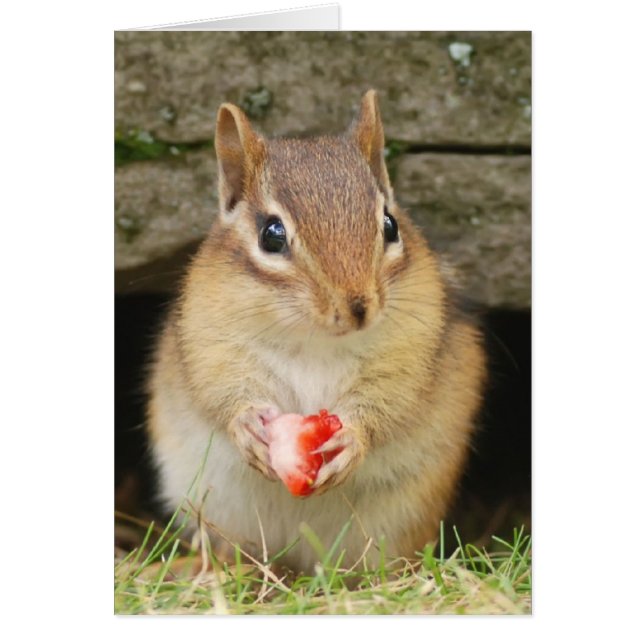 chipmund bébé avec fraise (Devant)