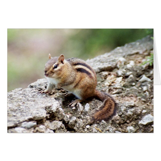 Chipmunk (Devant Horizontal)