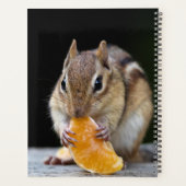 Chipmunk 2024 dans les Adirondacks (Dos)