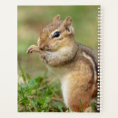 Chipmunk 2024 dans les Adirondacks (Dos)