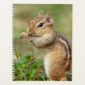 Chipmunk 2024 dans les Adirondacks (Devant)