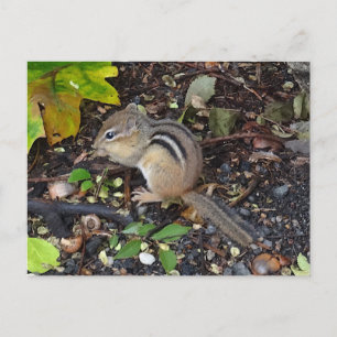 Chipmunk #2 Briefkaart