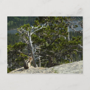 Chipmunk bij Two Medicine Lake Overlook Briefkaart