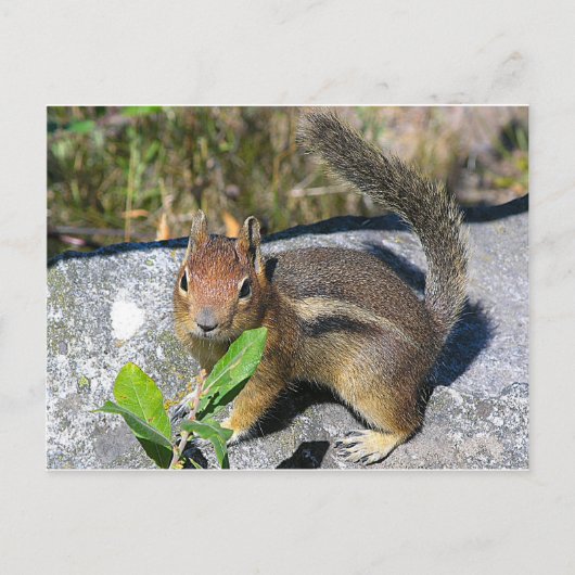 Chipmunk Briefkaart (Voorkant)