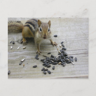 Chipmunk Briefkaart