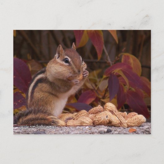 Chipmunk Briefkaart (Voorkant)