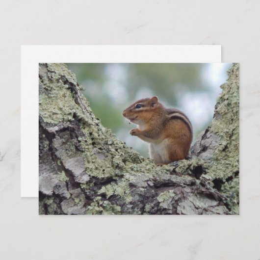 Chipmunk Briefkaart (Voorkant / Achterkant)