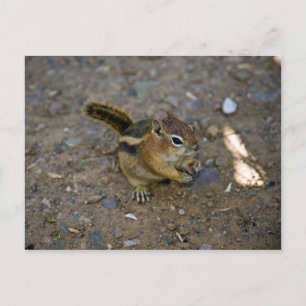 Chipmunk Briefkaart
