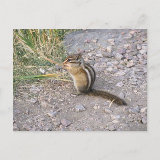 Chipmunk Briefkaart (Voorkant)