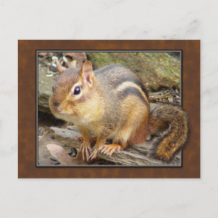 Chipmunk Briefkaart