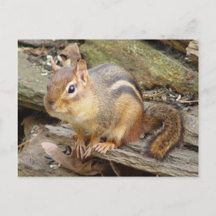 Chipmunk Briefkaart 2