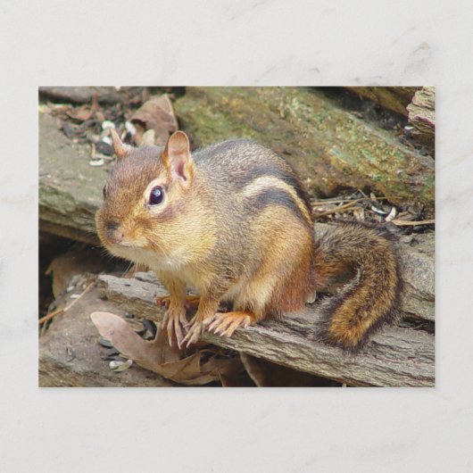 Chipmunk Briefkaart 2 (Voorkant)