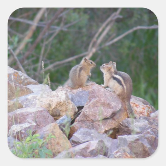 Chipmunk Chatter Vierkante Sticker (Voorkant)