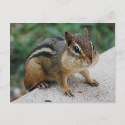 Chipmunk Cheeks Briefkaart (Voorkant)