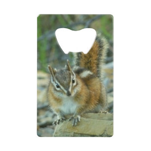 Chipmunk dans le parc national des Glaciers