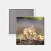 Chipmunk die een pinda eet magneet (Voorkant / Achterkant)