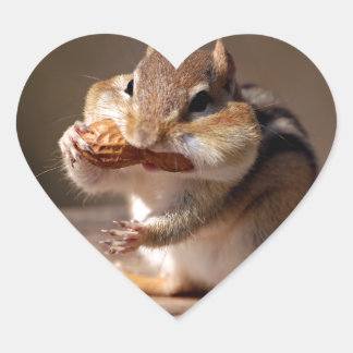 Chipmunk die zijn gezicht bestudeert hart sticker