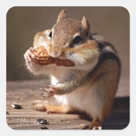 Chipmunk die zijn gezicht bestudeert vierkante sticker (Voorkant)