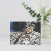 Chipmunk, faune, animaux sauvages, carte postale (Debout devant)