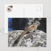 Chipmunk, faune, animaux sauvages, carte postale (Devant / Derrière)