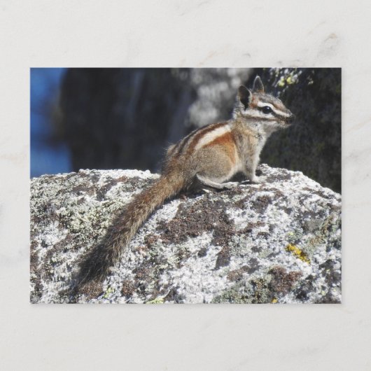 Chipmunk, faune, animaux sauvages, carte postale (Devant)