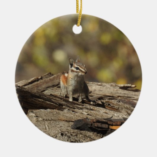 Chipmunk, faune, ornement (Devant)
