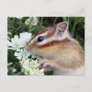 Chipmunk foto (30-19) briefkaart