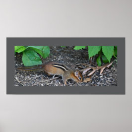 Chipmunk Foto Poster
