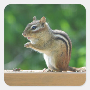 Chipmunk foto vierkante sticker