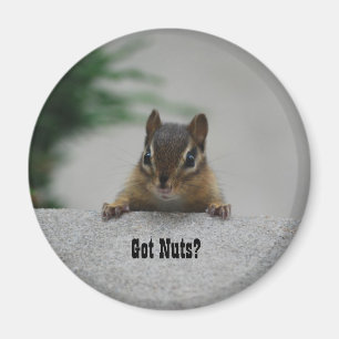 Chipmunk 'Heb Nuts'? magneet