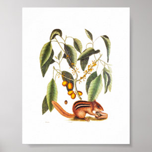  Chipmunk Illustratie Poster