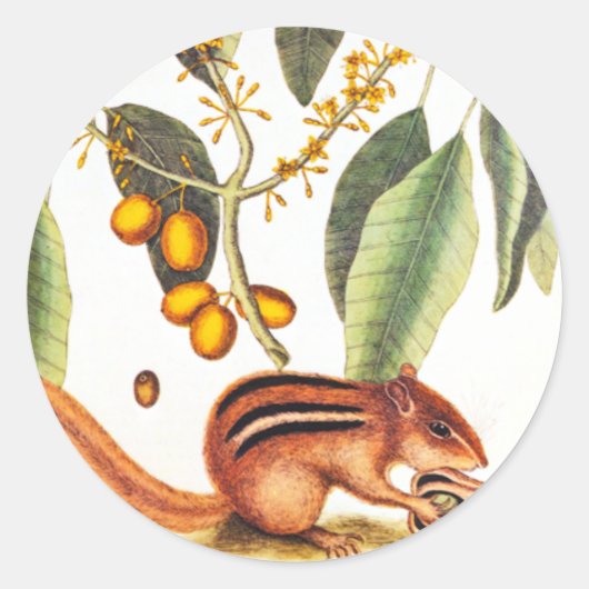  Chipmunk Illustratie Ronde Sticker (Voorkant)
