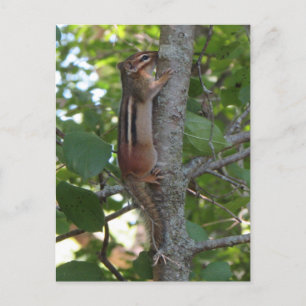 Chipmunk in de Bossen Briefkaart