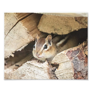 Chipmunk in een houten stapel foto afdruk