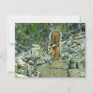 Chipmunk in Glacier National Park
