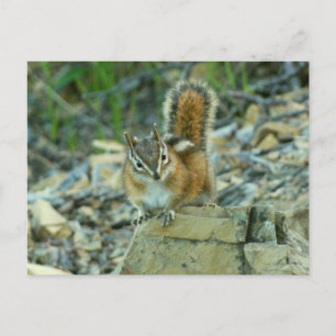 Chipmunk in Glacier National Park Briefkaart