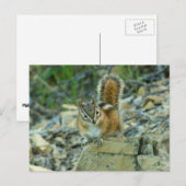 Chipmunk in Glacier National Park Briefkaart (Voorkant / Achterkant)